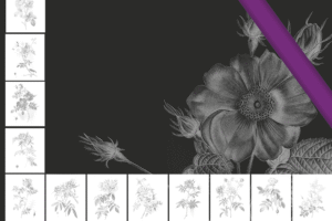 Cy gisent des roses noires…