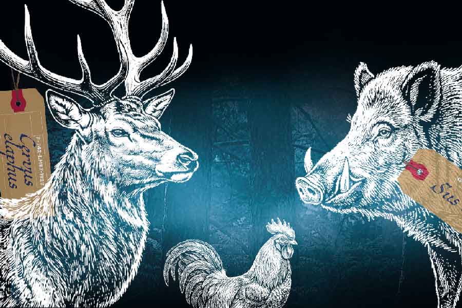 Animal. Bêtes de Musées